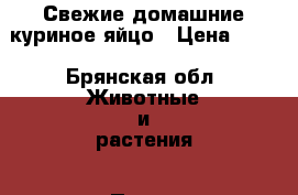 Свежие домашние куриное яйцо › Цена ­ 80 - Брянская обл. Животные и растения » Птицы   . Брянская обл.